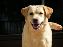 Yellow Labrador retriever looking at the camera with an open mouth and wagging tail.